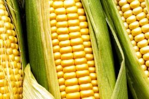 SNA Pedirá a Comisión Antidistorsiones Subir Arancel de Maíz Importado 