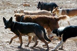 Jauría atacó a niño en San Fernando: Está Grave y Podría Perder Ojo