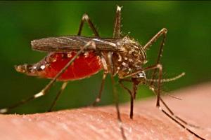 Indagan Dos Casos de Malaria de Personas que Viajaron