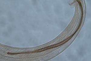 Proyectos Fondecyt Buscan dar Solución a Problemas Productivos y de Salud Animal