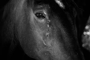 Actualización sobre Influenza Equina 