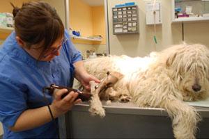 ¿Qué Tengo que Hacer para Organizar las Tareas de mi Centro Veterinario?