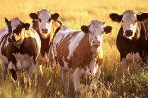 Compartimentación: una Fórmula para Limitar los Riesgos Productivos