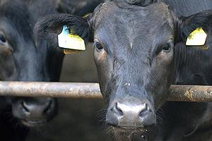 Científicos de la OIE Examinan los Conocimientos sobre el Virus de Schmallenberg