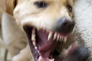 Caso de Rabia en la Provincia de Buenos Aires