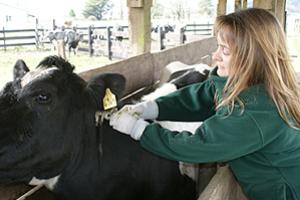 SAG Inicia Plan de Control y Erradicación de la Tuberculosis Bovina