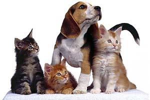 Las Mascotas Pueden Cuidar Incluso la Salud de sus Dueños