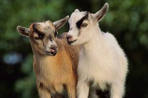 Quieren Legalizar las “Veranadas” Chilenas