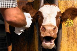 Vacuna Pionera Frente a la Fiebre Aftosa