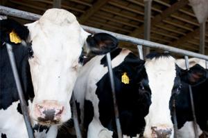 La EFSA Hace Pública Opinión Científica en Torno al Impacto del Virus Schmallenberg en la Ganadería Europea