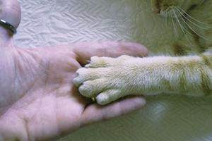 Parlamento Europeo Solicita Legislación Europea para Garantizar el Bienestar Animal