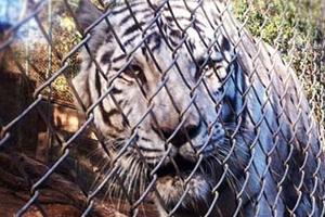 Declaración Pública del Colegio Médico Veterinario de Chile A.G. Referente a la Muerte del Tigre Blanco