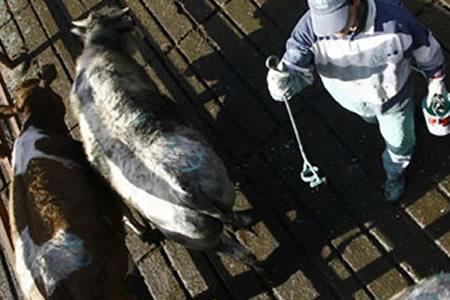 Entra en Vigencia Nuevo Registro de Transporte Animal Antiabigeato