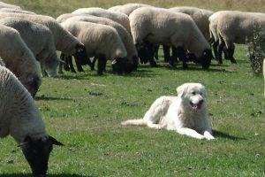 Maremma: Perros que Conviven con la Majada