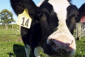 Vaca Modificada Genéticamente Logra Producir Leche Antialérgica 