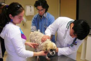 Actividades Pre Congreso: Realizarán Curso en Medicina Felina y Cardiología en Pequeños Animales