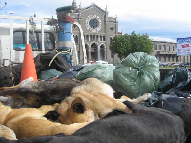 Carta de Mesa Conjunta Referente a la Matanza de Perros Vagos en Punta Arenas