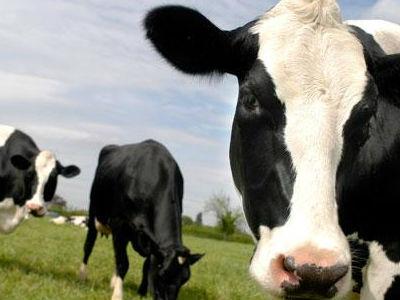 Declaran a Perú como País Libre de Fiebre Aftosa y Peste Equina