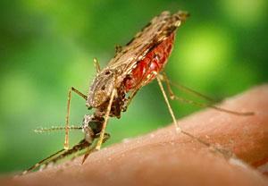 Beca de Estudio Casa Da América Latina / Fundação Millennium BCP para Maestría en Salud Tropical