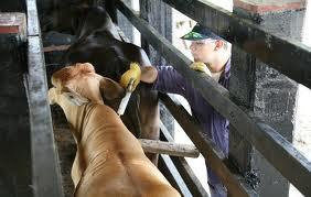 Paraguay Anuncia que Chile Levantó las Restricciones a la Carne de Vacuno de su País