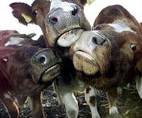 Elevan Edad para Realizar Test de Detección de EEB en Alemania