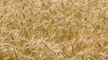 FAO: Producción Mundial de Cereales Alcanzará Récord en 2013