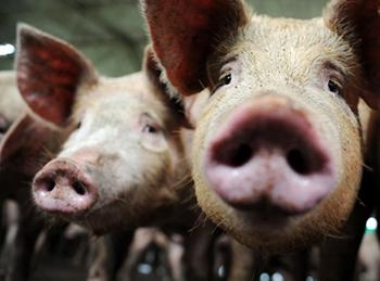 La Historia Tras la Vacuna Made in Chile que Puede Revolucionar la Industria de Cerdos