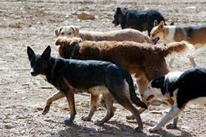 Minagri Suspende Entrada en Vigencia del Decreto que Declara Dañinas a Jaurías de Perros Asilvestrados