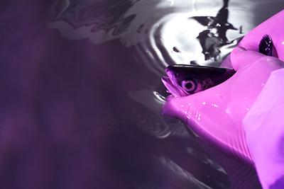 Científico UACh Estudia Efecto de la Densidad de Cultivo en el Estrés de los Peces