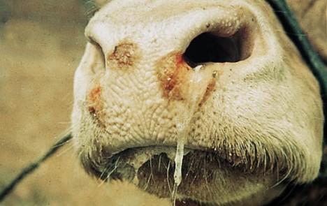 FAO: Se está Propagando la Fiebre Aftosa en Corea del Norte