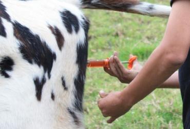 Alianza SAG – UACh: Avanzando hacia la Erradicación de la Tuberculosis Bovina en Chile