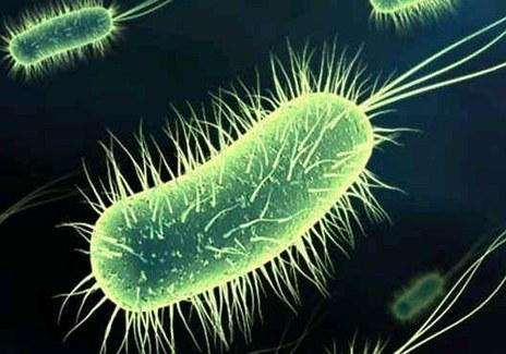 Un Biosensor Permite por Primera Vez la Detección Automatizada de Escherichia Coli sin Necesidad de Cultivo 