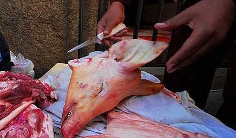 Facultad Privativa de la Profesión de Médico Veterinario