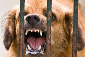 Caso de Rabia en la Provincia de Salta, en Argentina