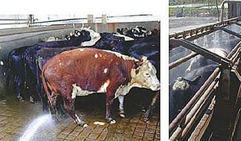 Uruguay Pide a UE Flexibilizar Nueva Normativa sobre Faena