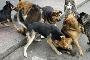 Modificación al Reglamente de la Ley de Caza