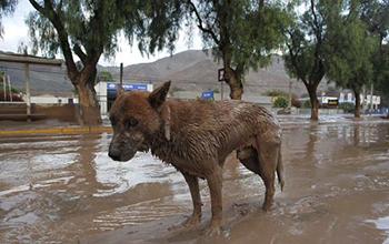 Colmevet en los Medios