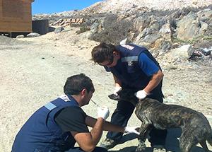 Comunicado COLMEVET: Segunda etapa de la campaña busca insumos médicos y fármacos 