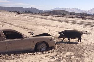 Actualización de Ayuda al Norte del País