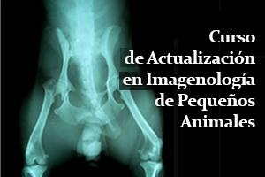 Curso de Actualización en Imagenología de Pequeños Animales