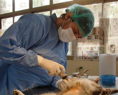 La Profesión Veterinaria Registró la Mayor Tasa de Empleo en España