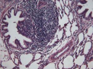 SAG Declara a la Región de Aysén Libre de Maedi Visna