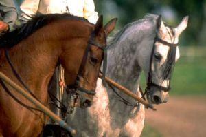 Detecta Presencia de Dañina Bacteria en Importación de Equinos de Carrera