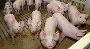 La OIE Reconoce a Dos Estados Brasileños como Libres de Peste Porcina Clásica
