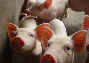 Reconocen a Chile como único país de Sudamérica libre de peste porcina clásica