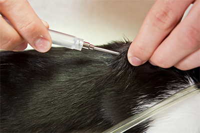 Comunicado de la Asociación Chilena de Dermatología Veterinaria