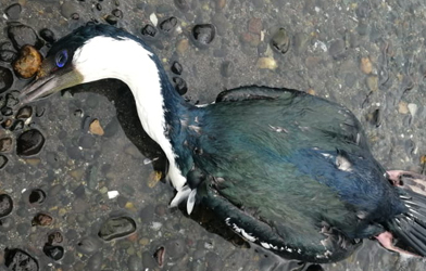 CR Chiloé presentó denuncia por muerte de 160 aves en Quellón