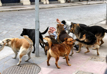 Corte Suprema Acoge Recurso y Ordena a Seremi de Salud y Municipalidad de Concepción Controlar Perros Vagos en la Ciudad