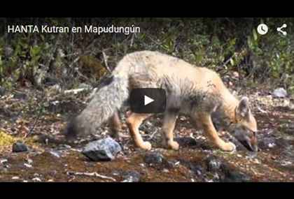 “El Hantavirus en Chile”, documentales en español y mapudungún