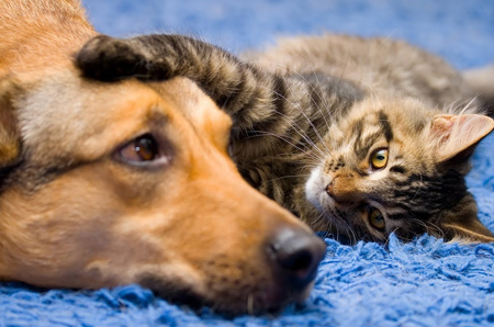 El registro de mascotas es el primer paso de la Tenencia Responsable